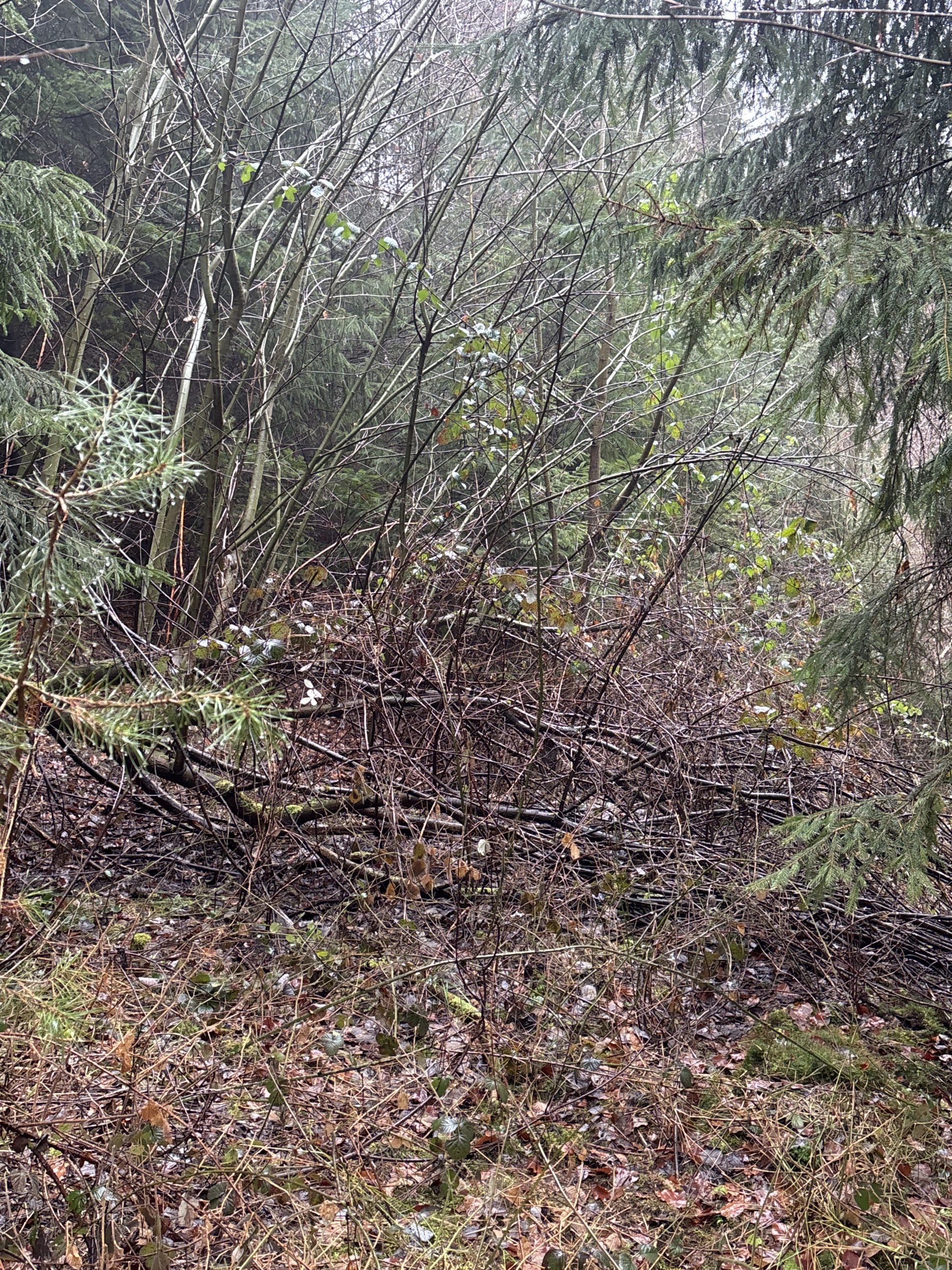 Umgestürzter Baum im Wald