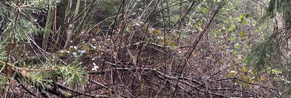 Umgestürzter Baum im Wald