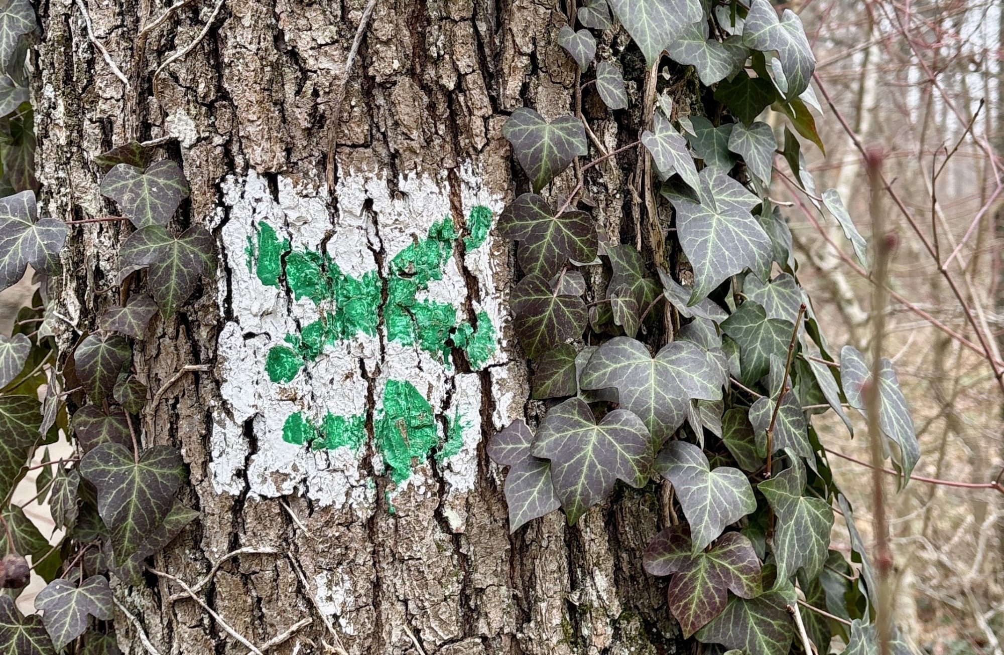 Wegmarkierung für den E1 im Bereich des Odenwaldclubs.