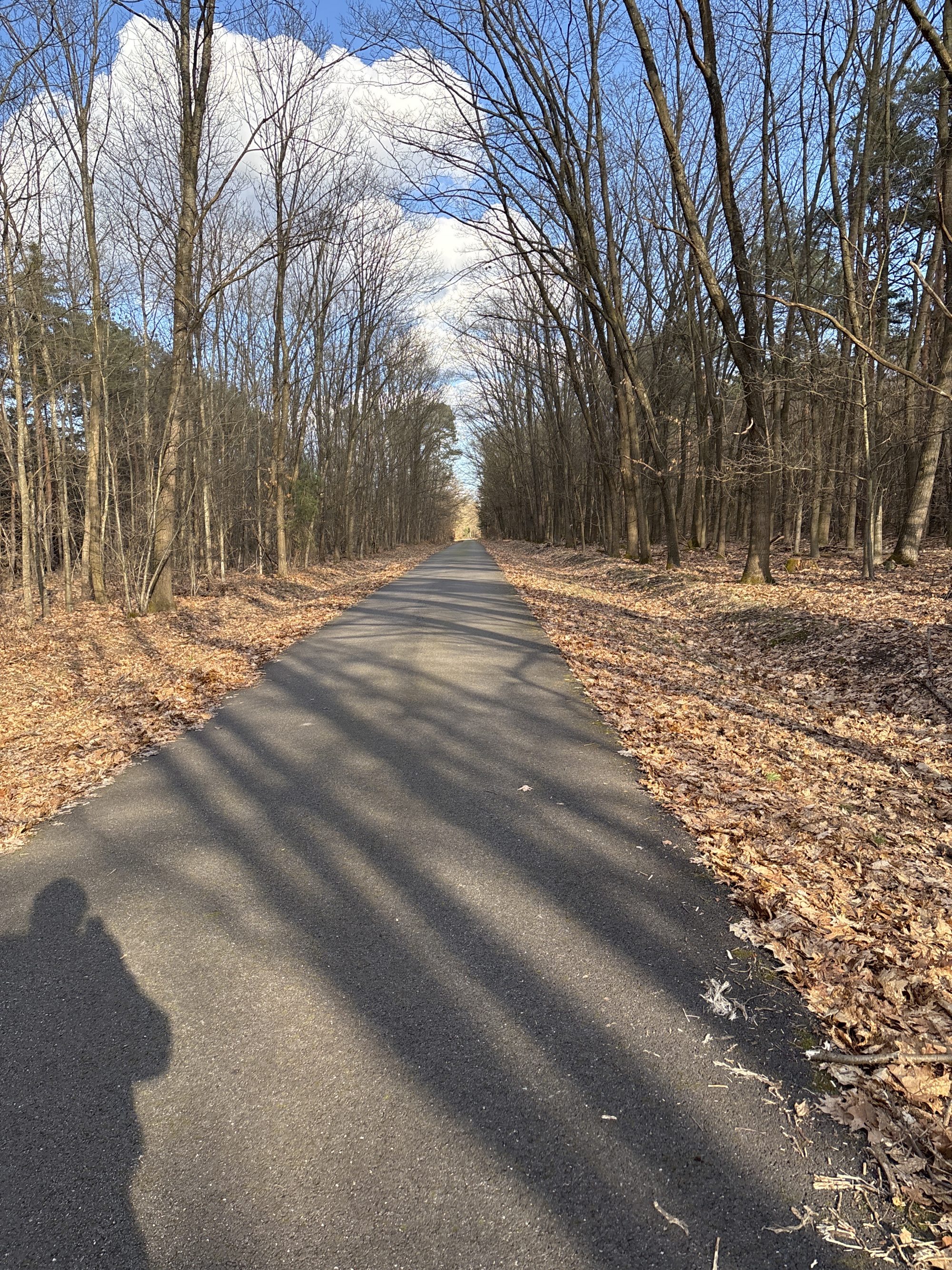 Asphaltierter Waldweg im Elsass